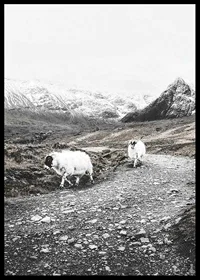 Two goats on rocky road in wintery mountain landscape-6