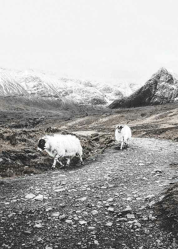 Winter Goats-12