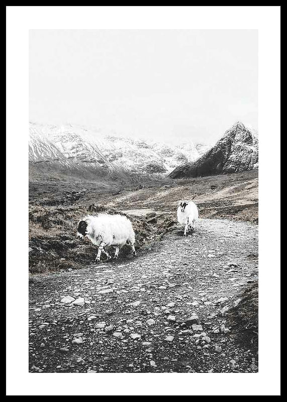 Winter Goats-12