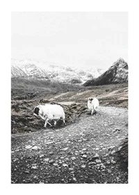 Two goats on rocky road in wintery mountain landscape-1