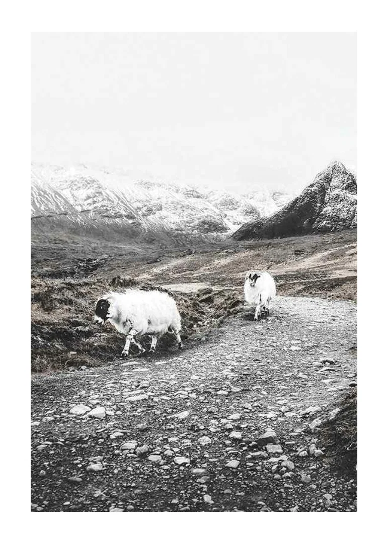 Two goats on rocky road in wintery mountain landscape-12