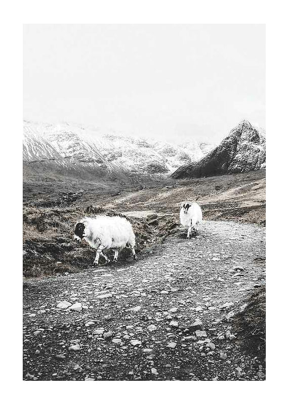 Winter Goats-12