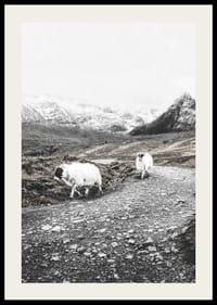 Due capre su una strada rocciosa in un paesaggio montano invernale-2