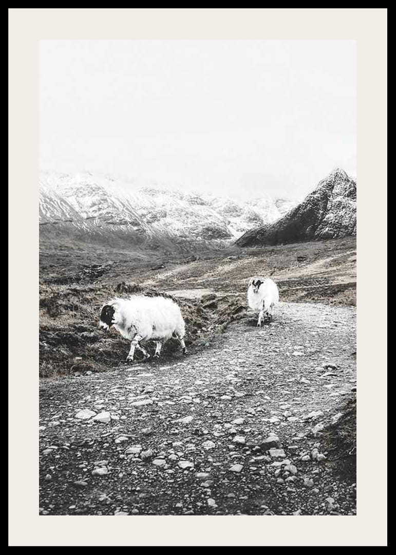 Due capre su una strada rocciosa in un paesaggio montano invernale-12