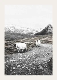 Two goats on rocky road in wintery mountain landscape-3