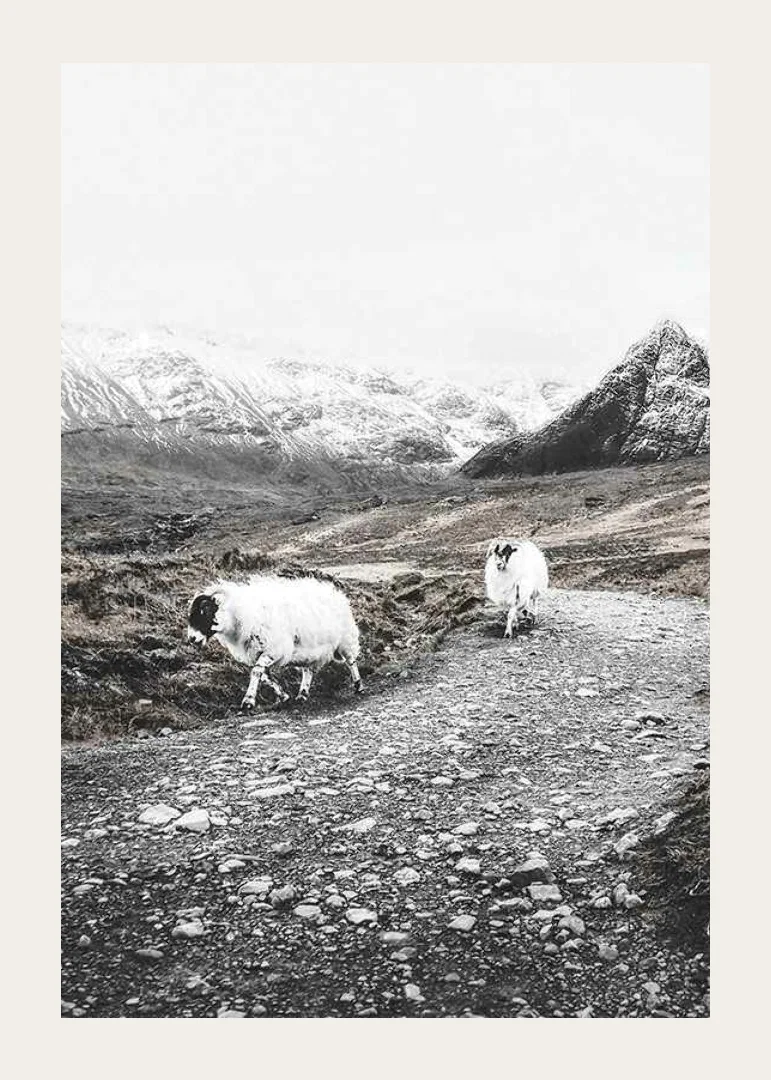 Two goats on rocky road in wintery mountain landscape-12