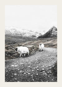 Due capre su una strada rocciosa in un paesaggio montano invernale-3