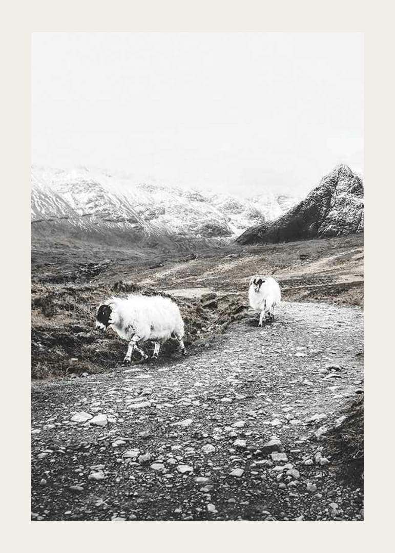 Due capre su una strada rocciosa in un paesaggio montano invernale-12
