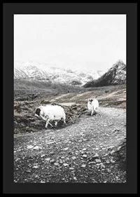 Two goats on rocky road in wintery mountain landscape-4
