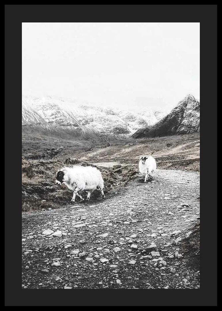 Two goats on rocky road in wintery mountain landscape-12