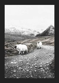 Two goats on rocky road in wintery mountain landscape-5