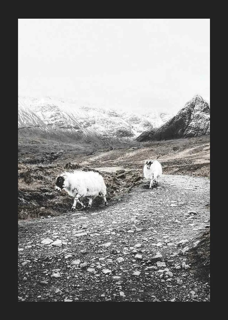 Two goats on rocky road in wintery mountain landscape-12