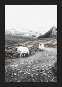 Due capre su una strada rocciosa in un paesaggio montano invernale-5