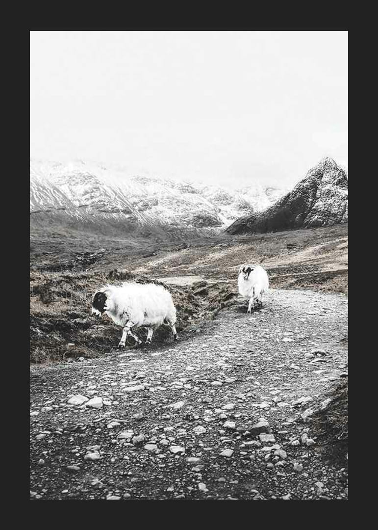 Due capre su una strada rocciosa in un paesaggio montano invernale-12