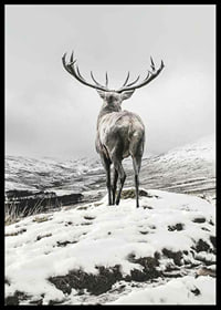 Photographic red deer with large antlers in snow-covered landscape-6