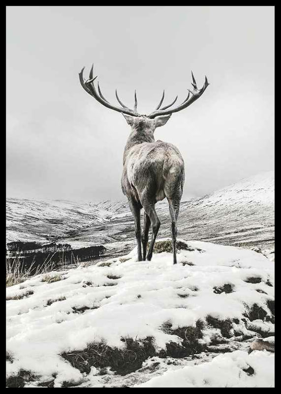 Photographic red deer with large antlers in snow-covered landscape-12