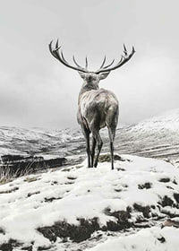 Photographic red deer with large antlers in snow-covered landscape-7