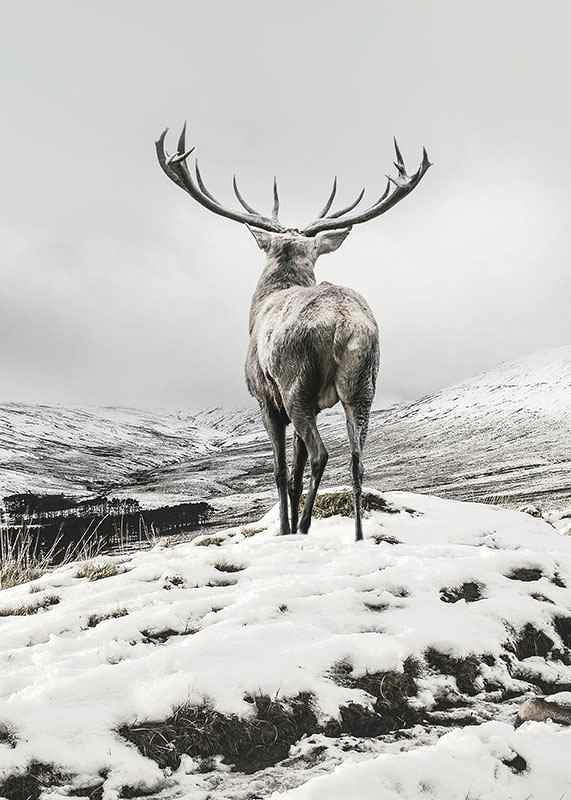 Photographic red deer with large antlers in snow-covered landscape-12