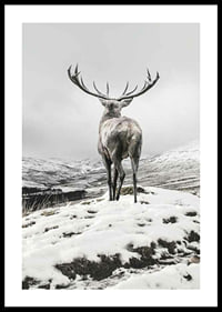 Photographic red deer with large antlers in snow-covered landscape-0