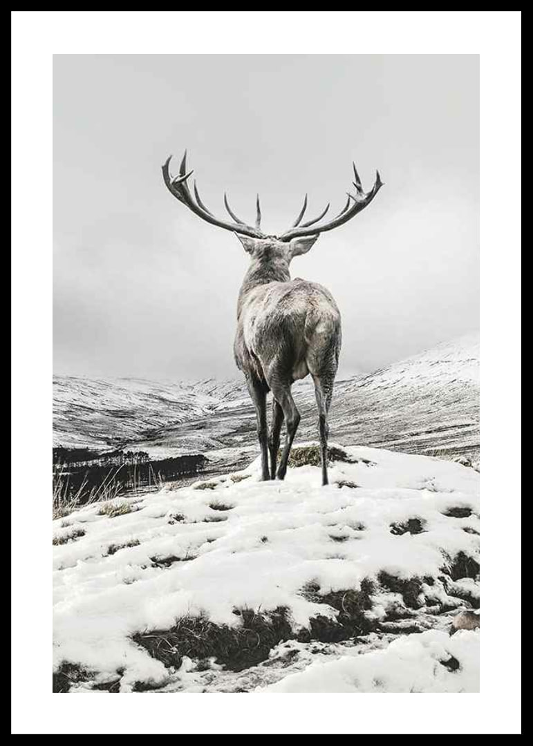 Photographic red deer with large antlers in snow-covered landscape-12