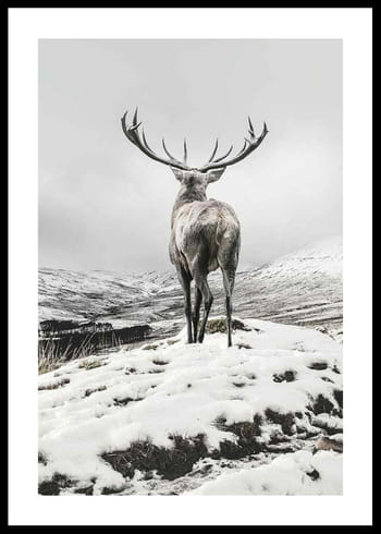 Poster Winter Roe Deer