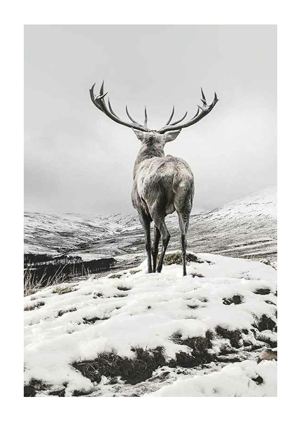 Juliste Winter Roe Deer