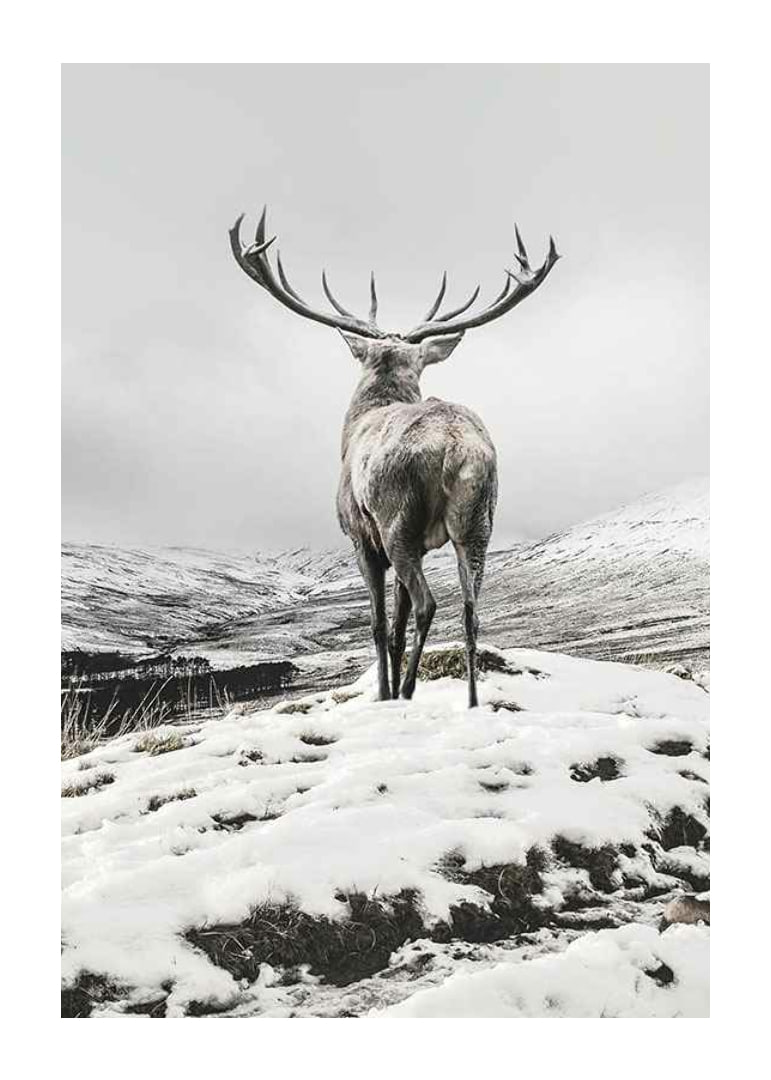 Photographic red deer with large antlers in snow-covered landscape-12
