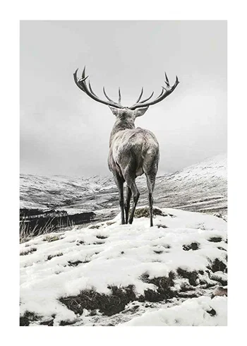 Poster Winter Roe Deer