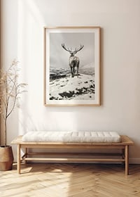 Photographic red deer with large antlers in snow-covered landscape-8
