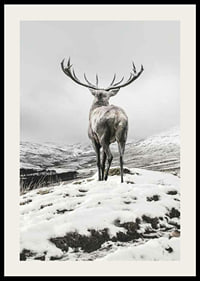 Photographic red deer with large antlers in snow-covered landscape-2