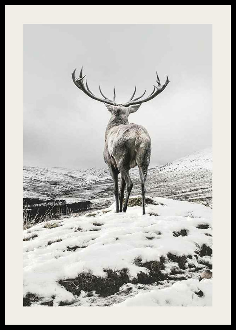 Photographic red deer with large antlers in snow-covered landscape-12