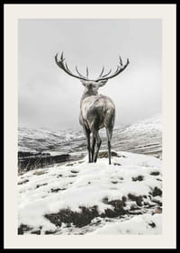Fotografischer Rothirsch mit großem Geweih in schneebedeckter Landschaft-2