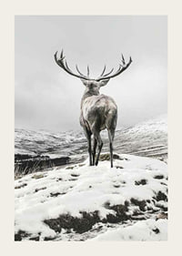 Photographic red deer with large antlers in snow-covered landscape-3