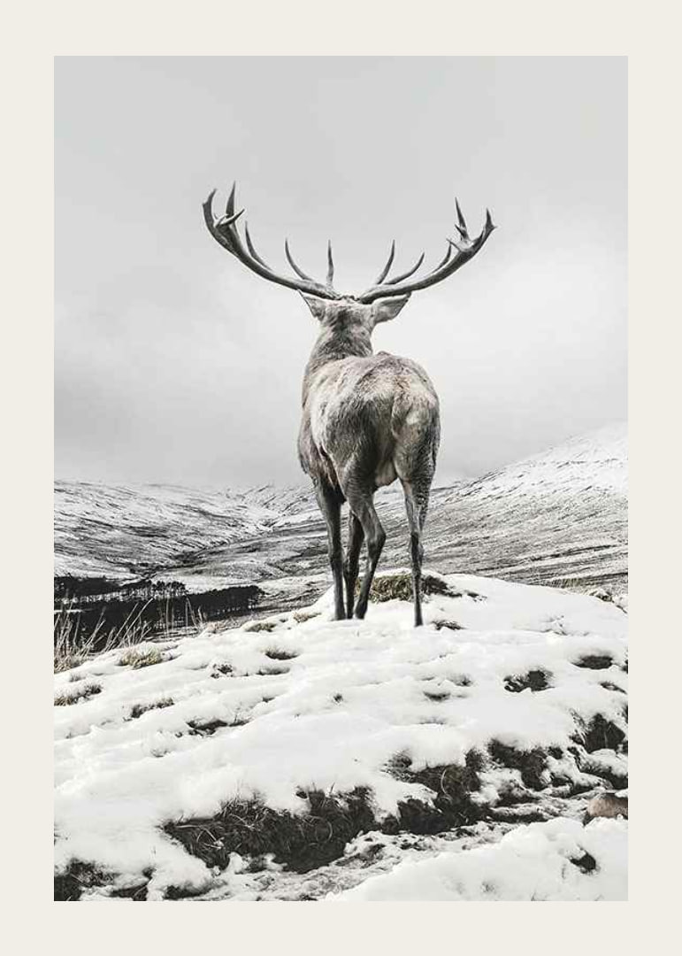 Photographic red deer with large antlers in snow-covered landscape-12