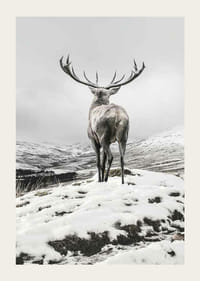 Fotografischer Rothirsch mit großem Geweih in schneebedeckter Landschaft-3