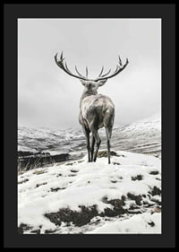 Photographic red deer with large antlers in snow-covered landscape-4