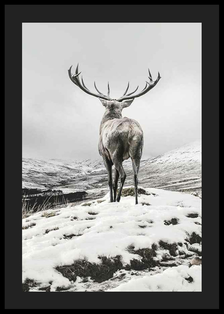 Photographic red deer with large antlers in snow-covered landscape-12