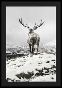 Fotografischer Rothirsch mit großem Geweih in schneebedeckter Landschaft-4