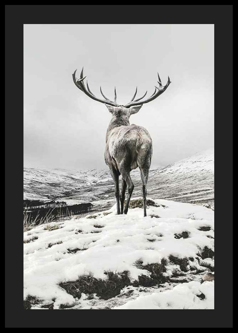 Fotografischer Rothirsch mit großem Geweih in schneebedeckter Landschaft-12