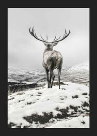 Fotografischer Rothirsch mit großem Geweih in schneebedeckter Landschaft-5