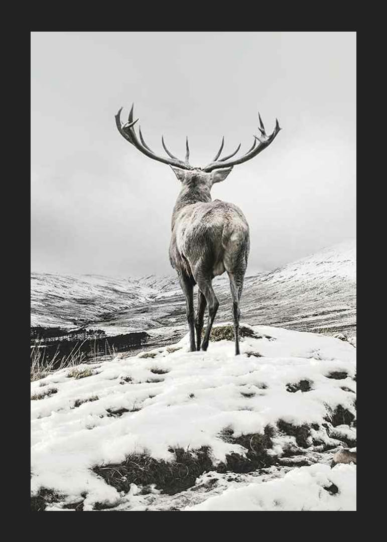 Fotografischer Rothirsch mit großem Geweih in schneebedeckter Landschaft-12