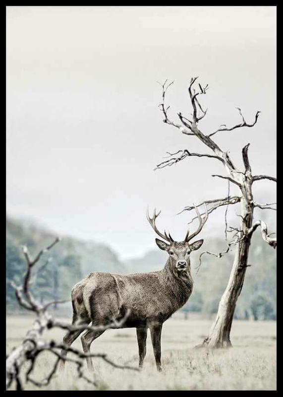 Winter Deer-12