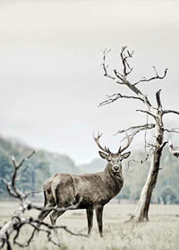 Fotografisk motiv av hjort i vinterlandskap med trær-7
