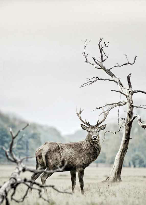 Winter Deer-12