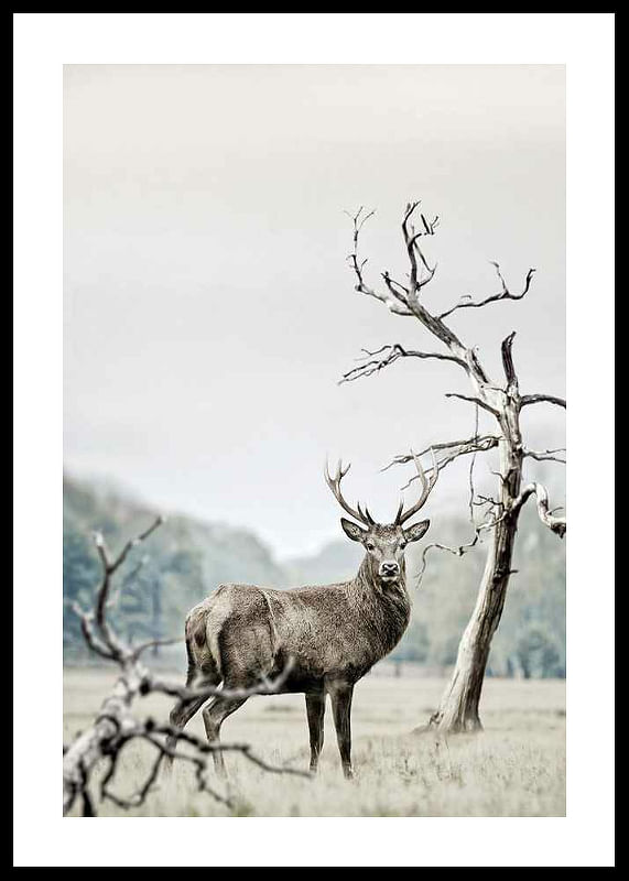 Winter Deer-12
