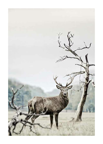 Poster Winter Deer
