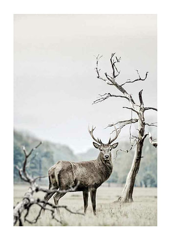 Poster Winter Deer