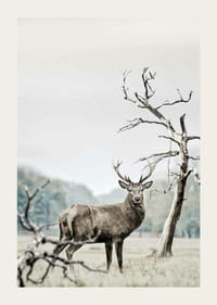 Fotografisch motief van herten in winterlandschap met bomen-3
