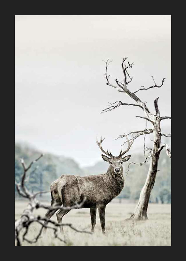 Fotografisch motief van herten in winterlandschap met bomen-12