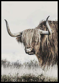 Fotografisk närbild av highland-ko med långa horn i natur-6